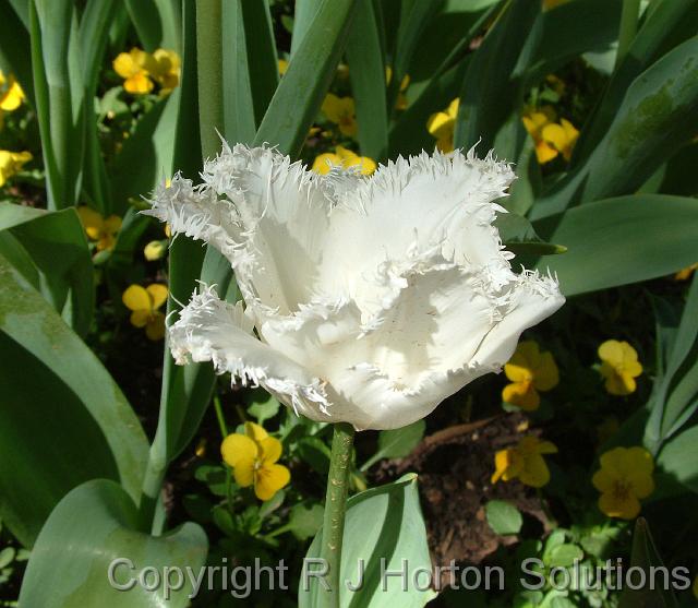 Tulip fringed white